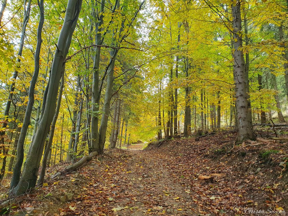 Bendoszka Wielka: Przebieg szlaku czerwonego w lesie