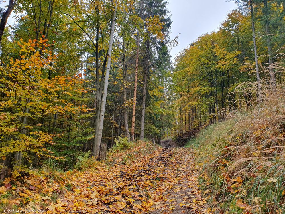 Bendoszka Wielka: Przebieg szlaku czerwonego w lesie
