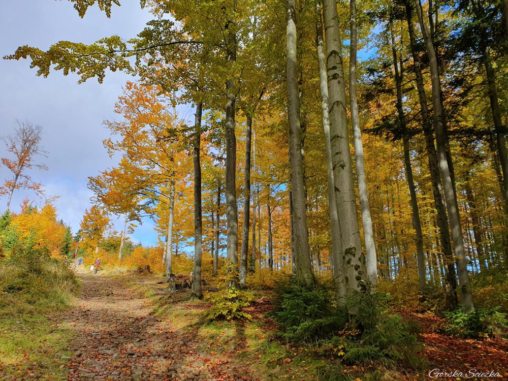 Bendoszka Wielka: Fragment szlaku niebieskiego na szczyt