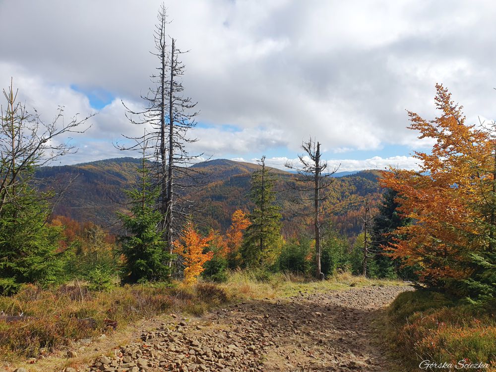 Bendoszka Wielka: Końcowy fragment szlaku przed Bendoszką Wielką