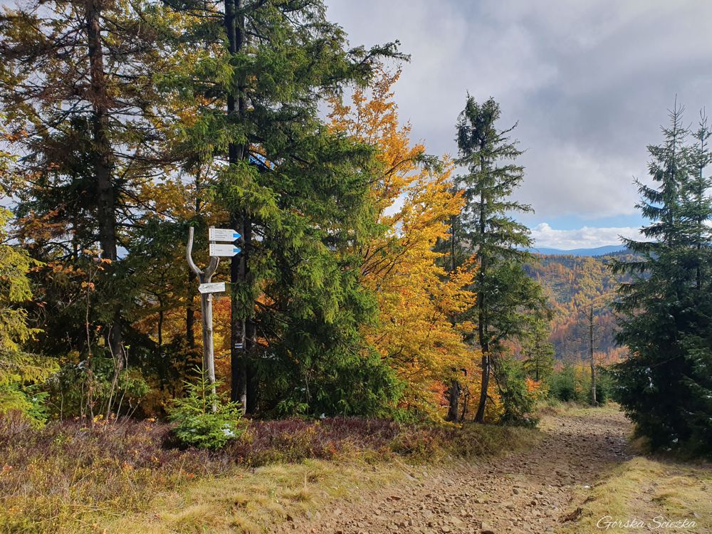 Bendoszka Wielka: Kierunkowskaz przy szczycie