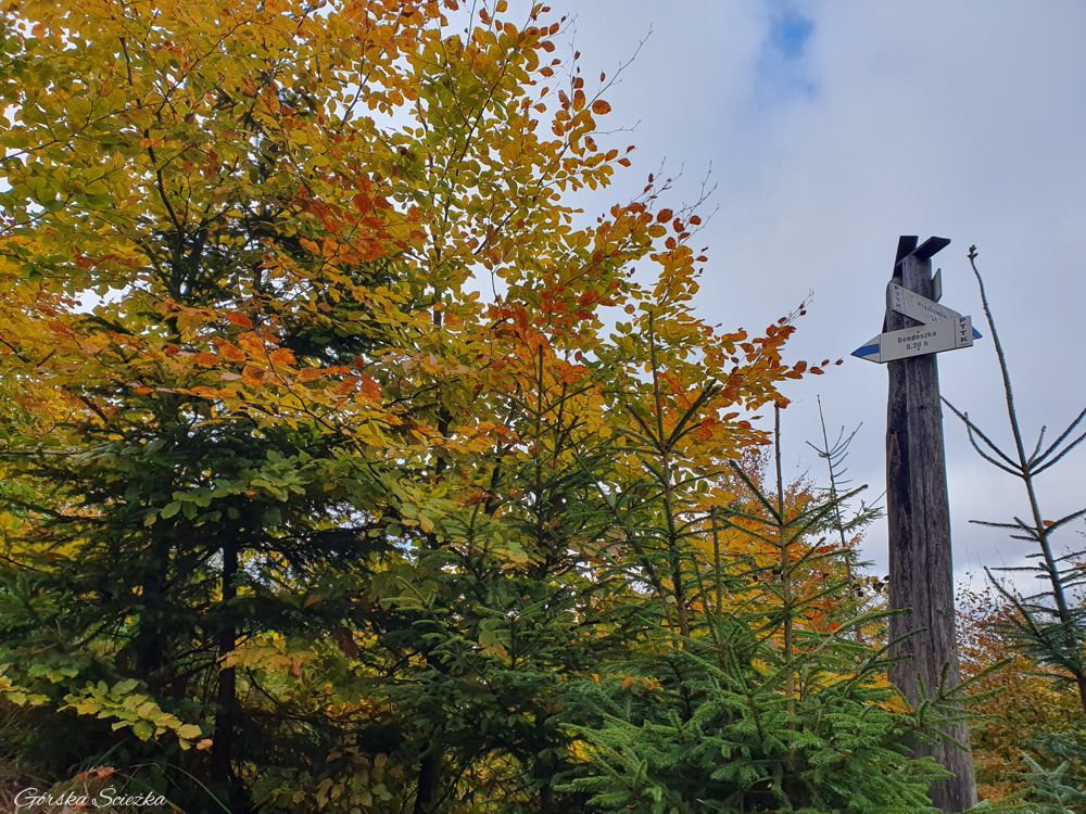 Bendoszka Wielka: Szlak niebieski na Bendoszkę Wielką