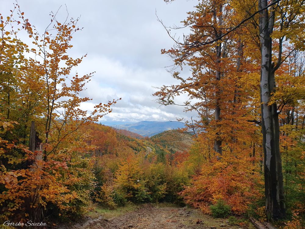 Bendoszka Wielka: Szlak niebieski na Bendoszkę Wielką