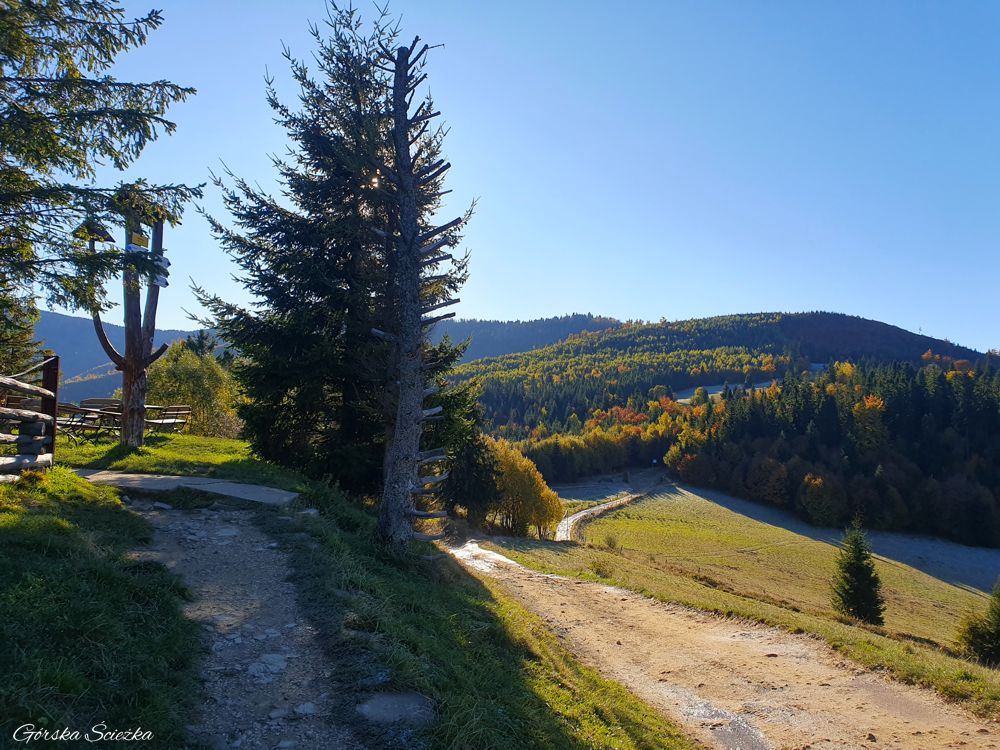 Hala Boracza: Panorama w stronę Redykalnego i Boraczego Wierchu