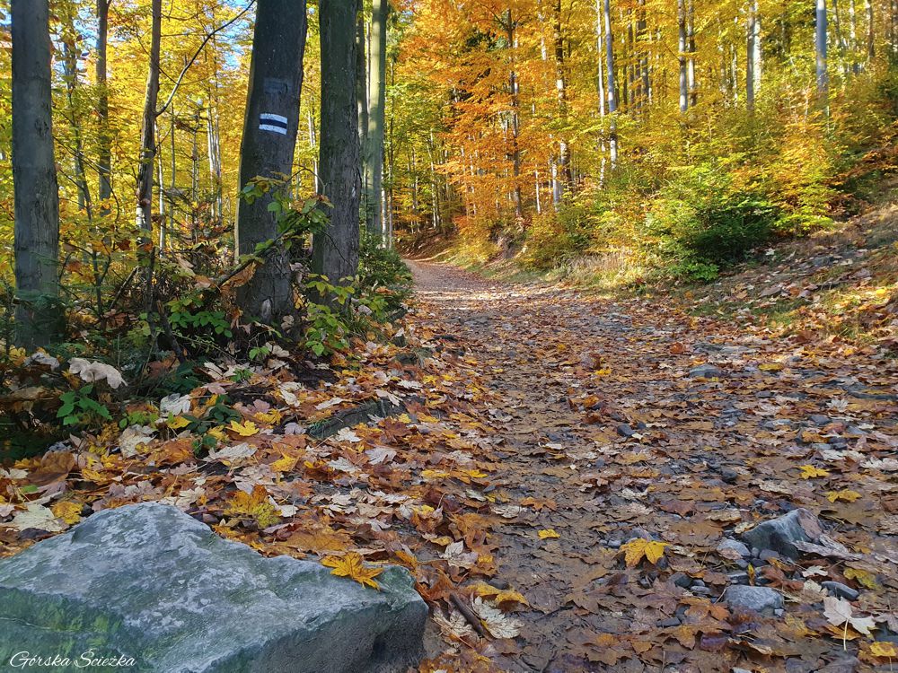 Hala Boracza: Końcowy fragment szlaku przed halą