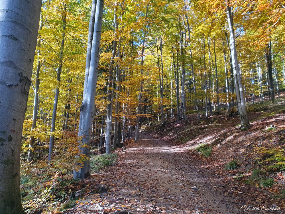 Hala Boracza: Końcowy fragment szlaku na halę