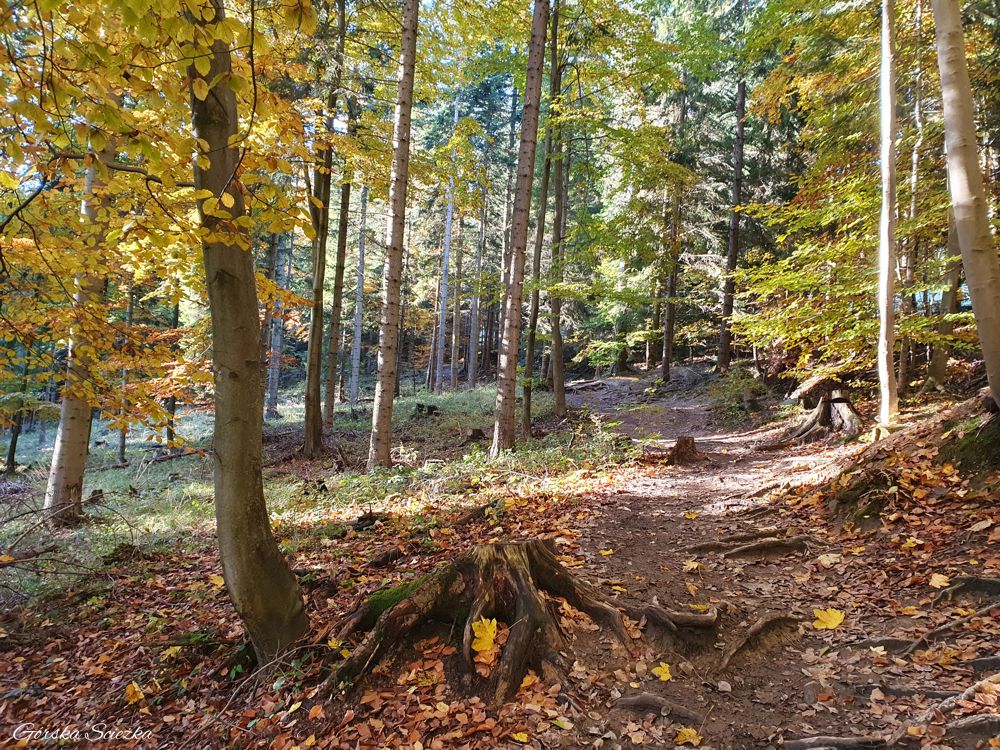 Hala Boracza: Podejście lasem na Halę Boraczą