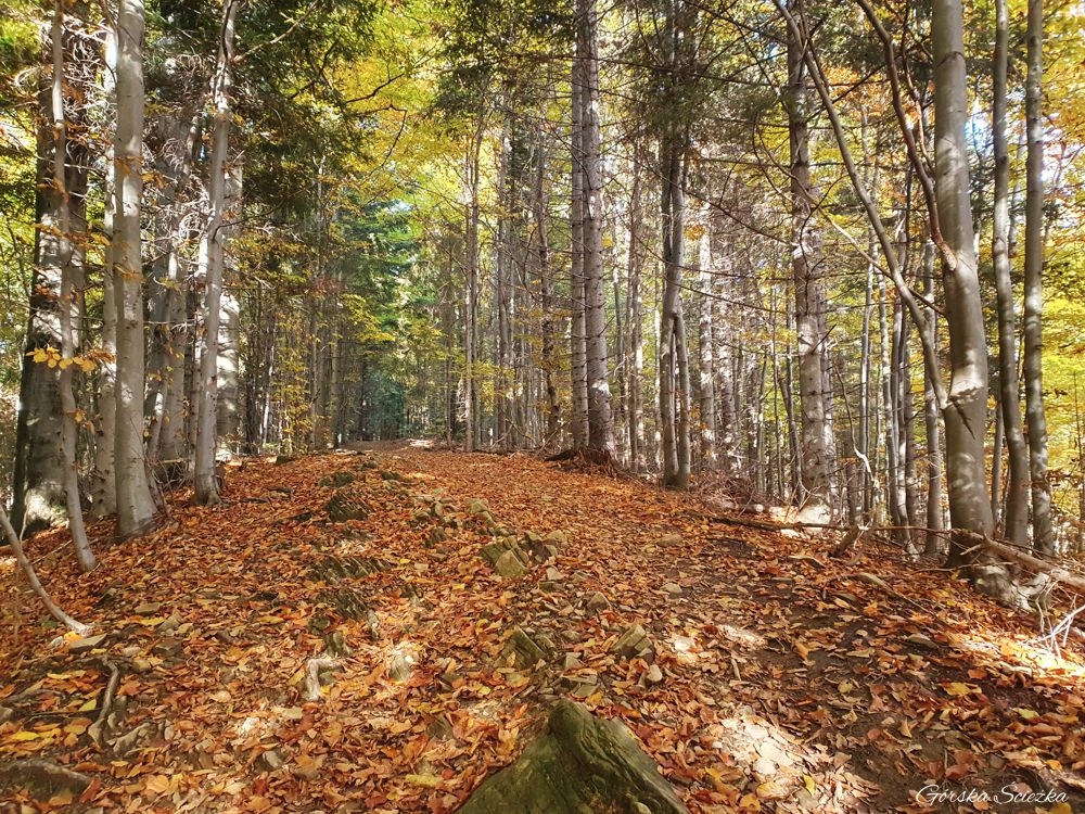 Hala Rysianka: Szlak czarny do Żabnicy