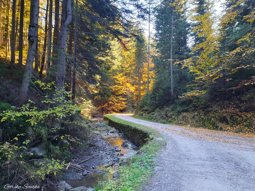 Hala Rysianka: Szlak czarny do Żabnicy