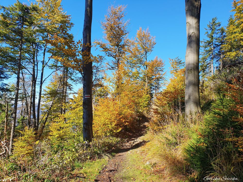 Hala Rysianka: Przebieg szlaku czerwonego na Halę Wieprzską
