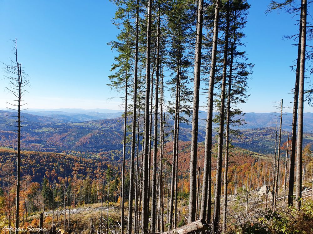 Hala Rysianka: Panorama ze szlaku czerwonego