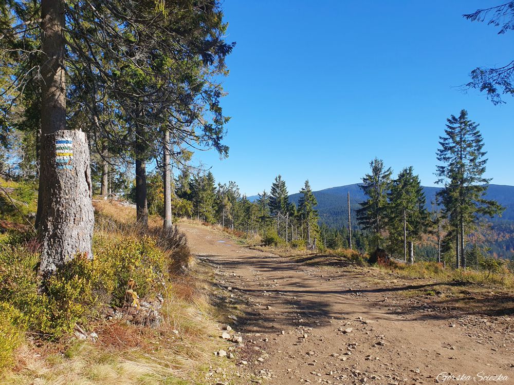 Hala Rysianka: Szlak żółty w stronę Hali Rysianka