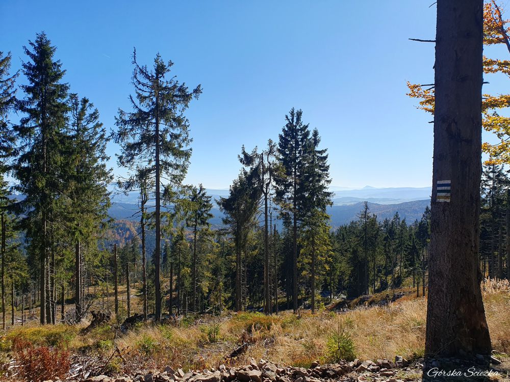 Hala Rysianka: Szlak żółty w stronę Hali Rysianka