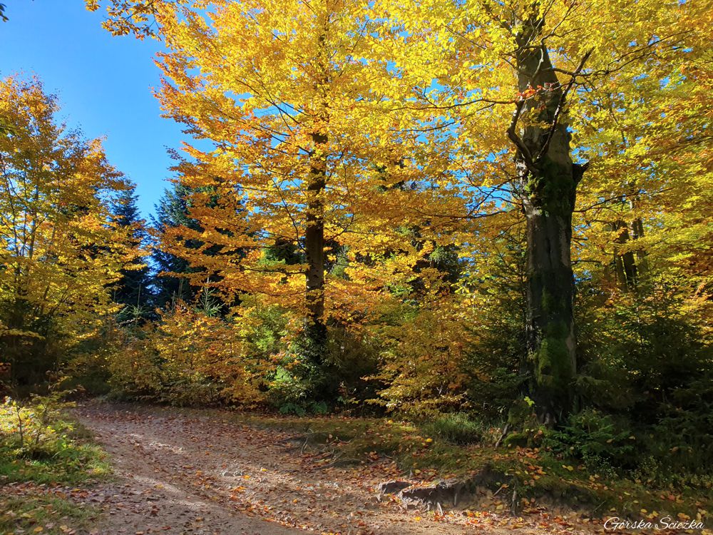 Hala Lipowska: Fragment szlaku czarnego