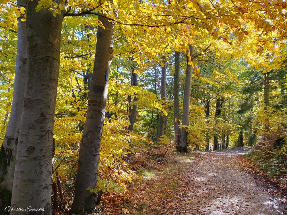 Hala Lipowska: Fragment szlaku czarnego