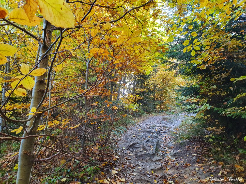 Hala Lipowska: Przebieg szlaku zielonego