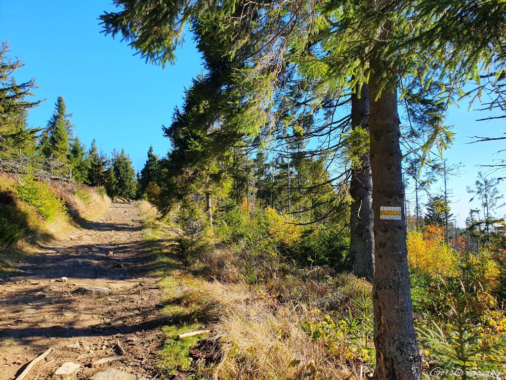 Hala Lipowska: Szlak żółty powyżej Hali Redykalnej