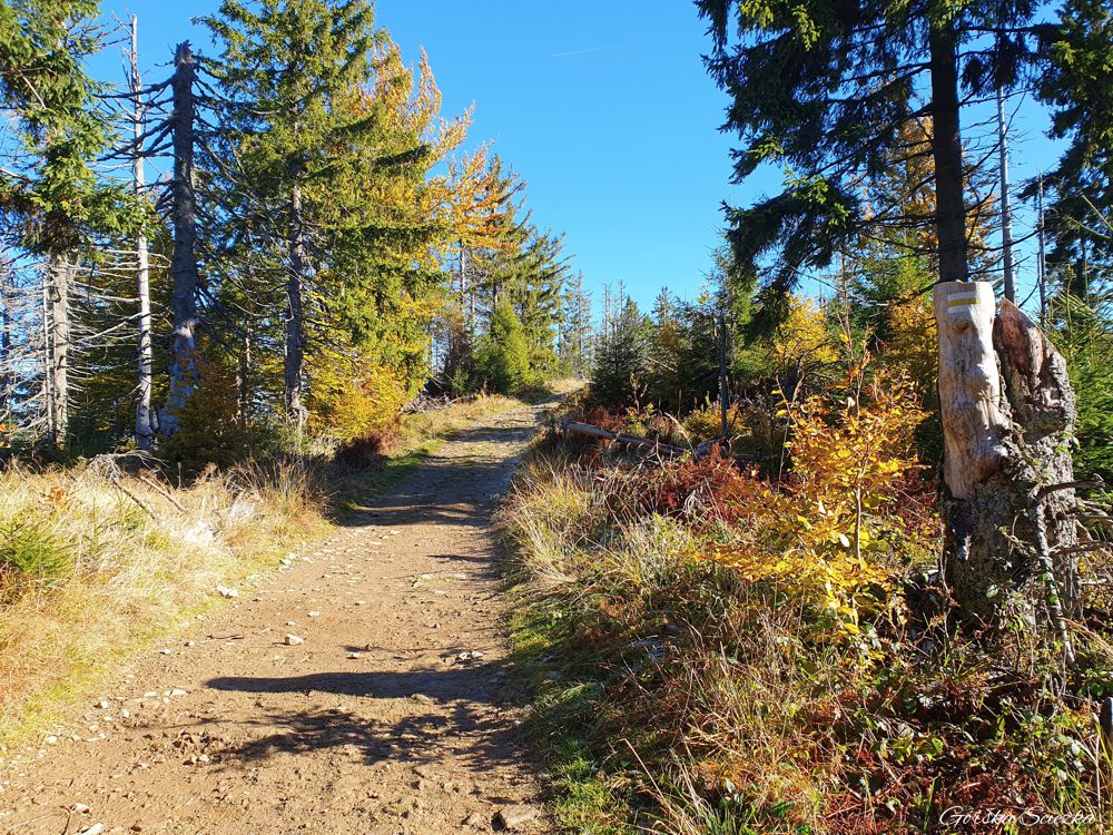 Hala Lipowska: Odcinek szlaku żółtego