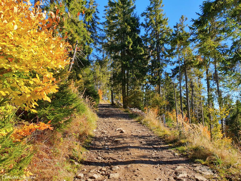 Hala Lipowska: Odcinek szlaku żółtego