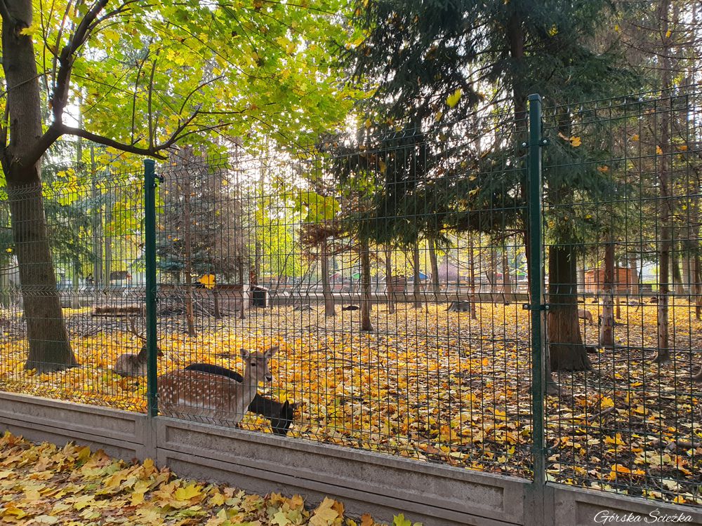 Park Zamkowy w Żywcu: Przy Mini Zoo