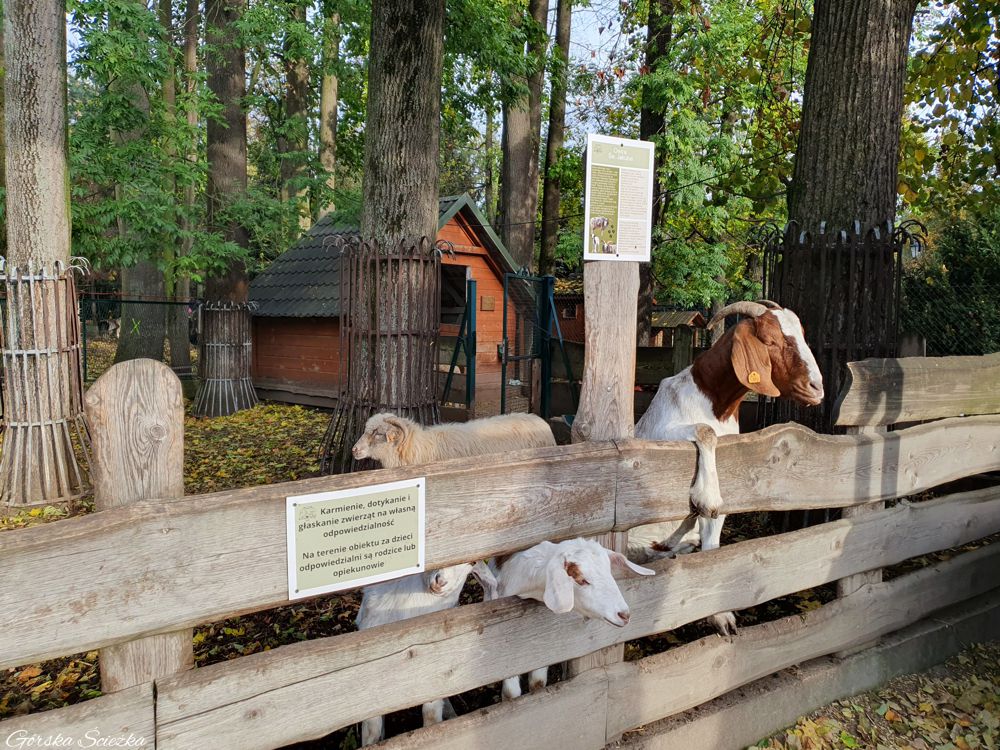 Park Zamkowy w Żywcu: Kozy w zagrodzie