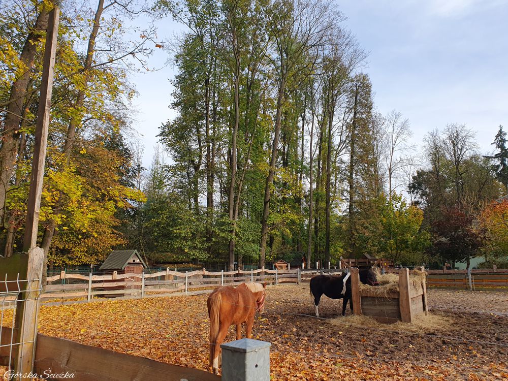 Park Zamkowy w Żywcu: Przy zagrodzie z końmi i kucykami
