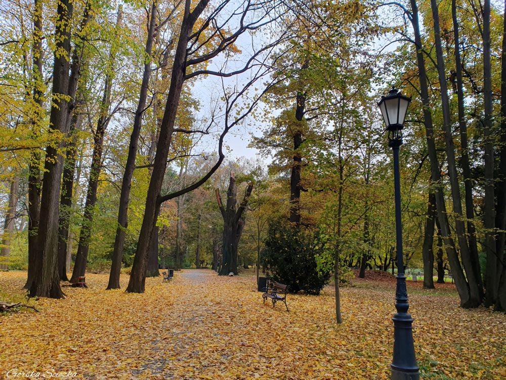 Park Zamkowy w Żywcu: Dąb Franciszek przy alei spacerowej