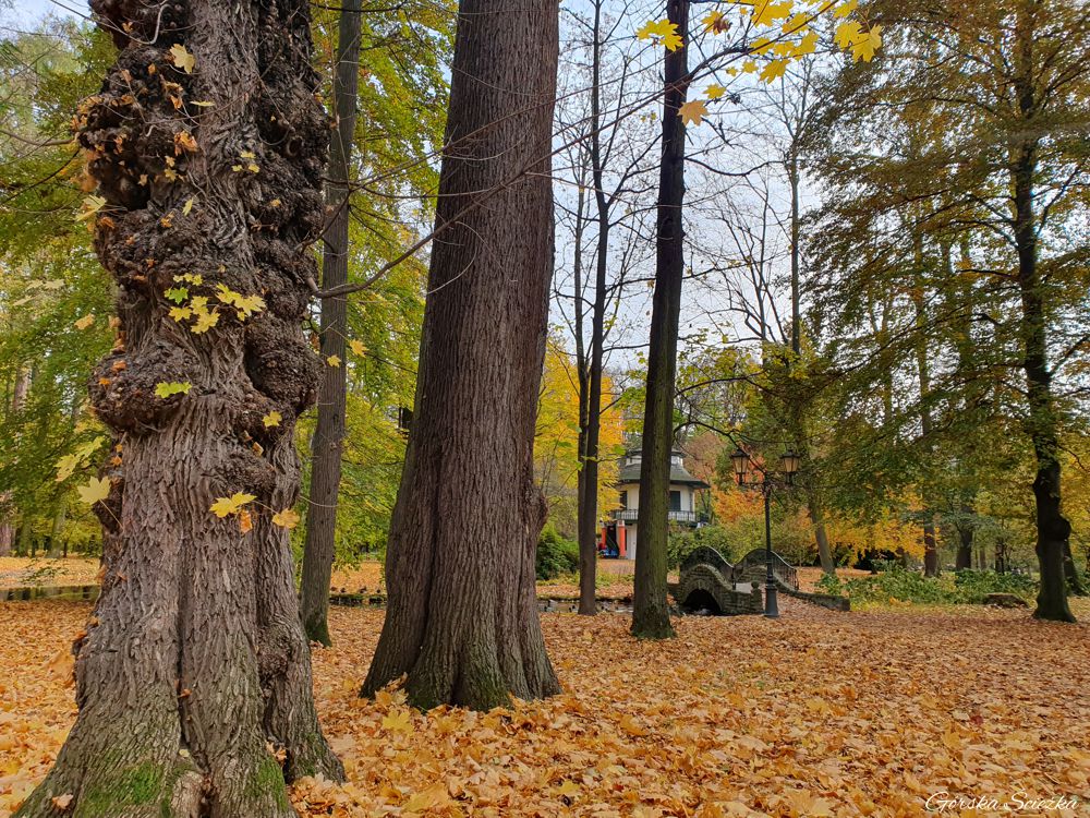 Park zamkowy w Żywcu: Okolice Domku Chińskiego