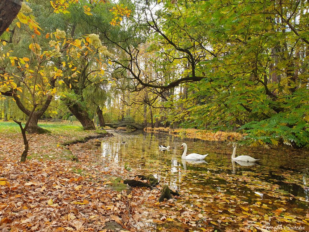 Park Zamkowy w Żywcu: Łabędzie zamieszkujące park