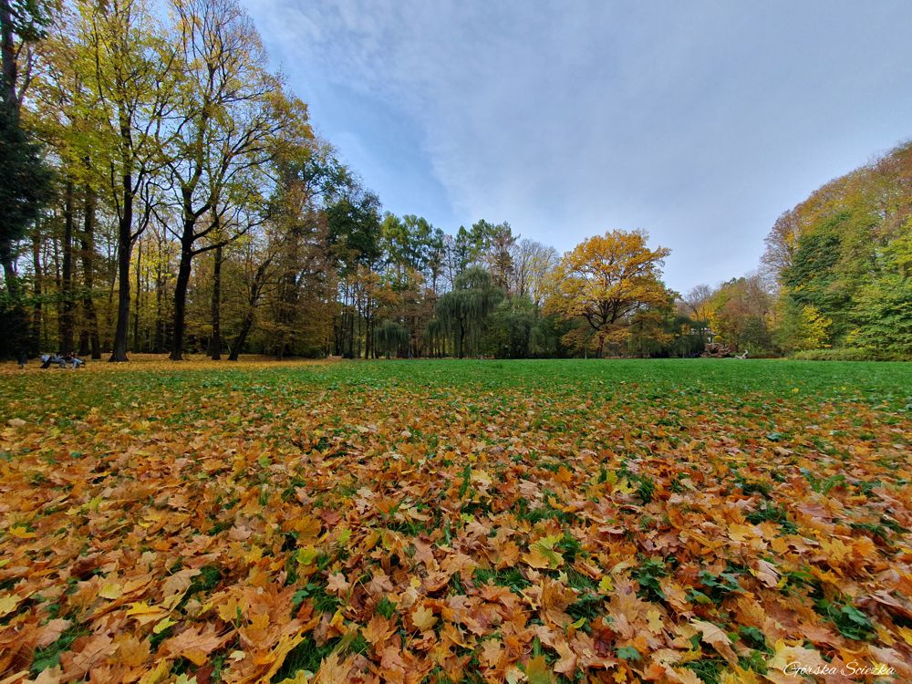 Park Zamkowy w Żywcu: Teren parku w okolicy Tężni Solankowej