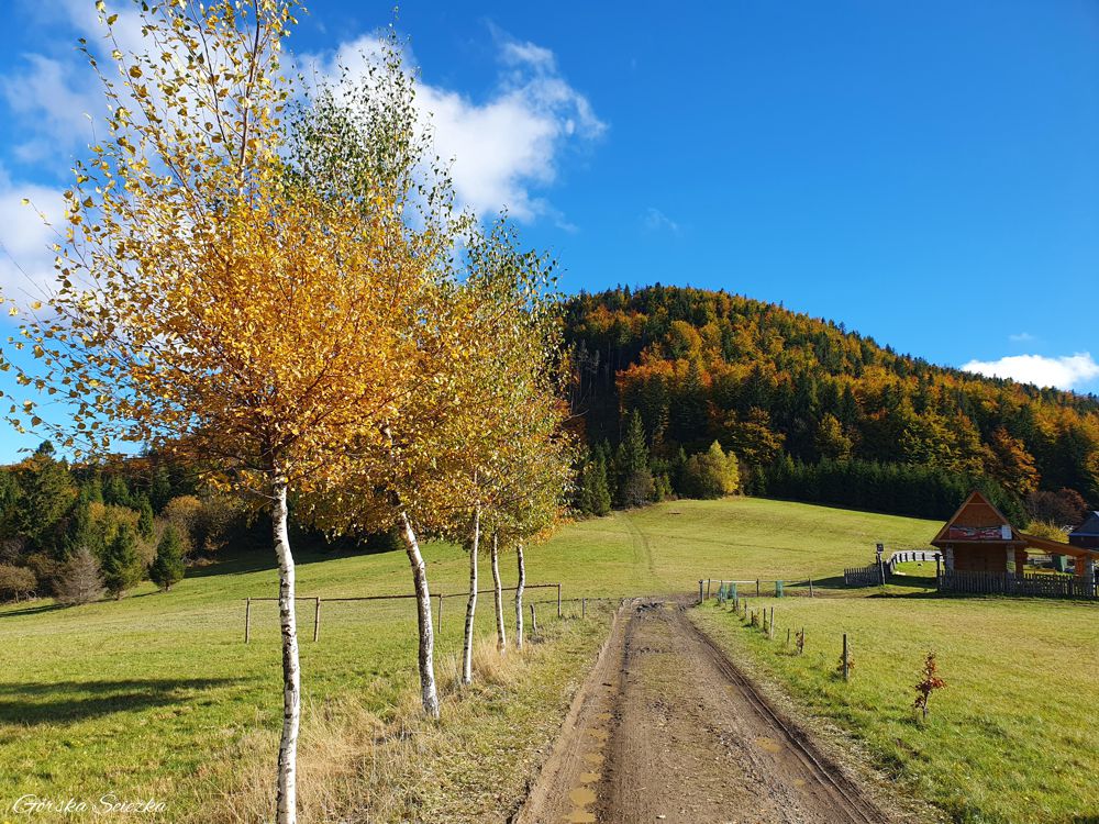 Przełęcz Przegibek w Beskidzie Żywieckim