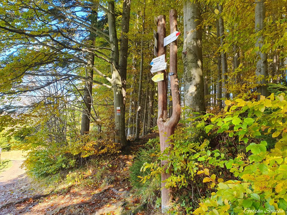Przełęcz Przegibek w Beskidzie Żywieckim