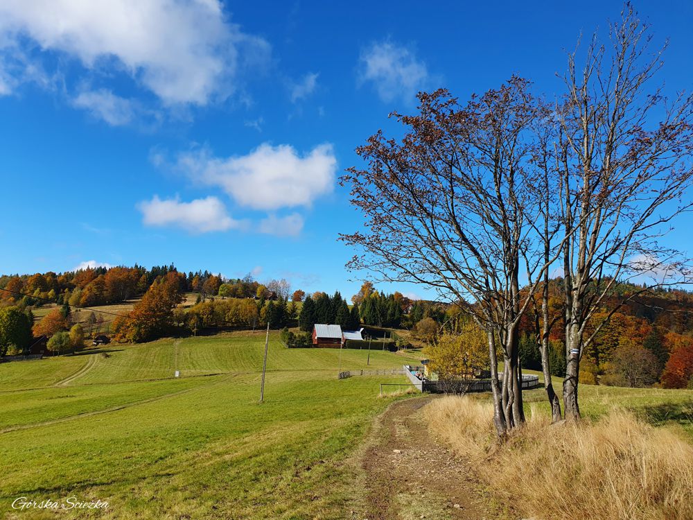 Przełęcz Przegibek w Beskidzie Żywieckim: Fragment szlaku niebieski na Przełęcz Przegibek