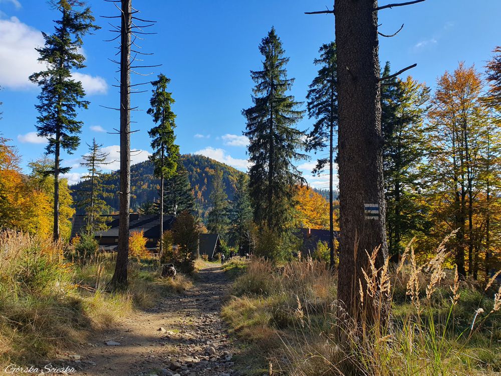 Przełęcz Przegibek w Beskidzie Żywieckim: Fragment szlaku przed Schroniskiem PTTK na Przegibku
