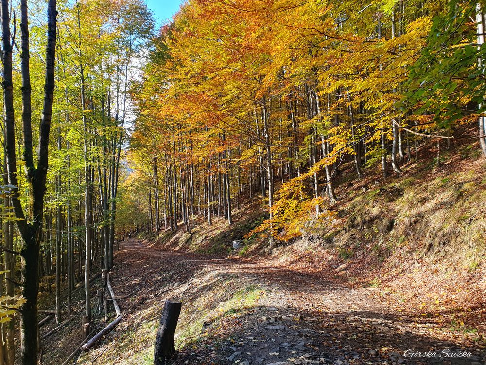 Przełęcz Przegibek w Beskidzie Żywieckim: Początek szlaku zielonego