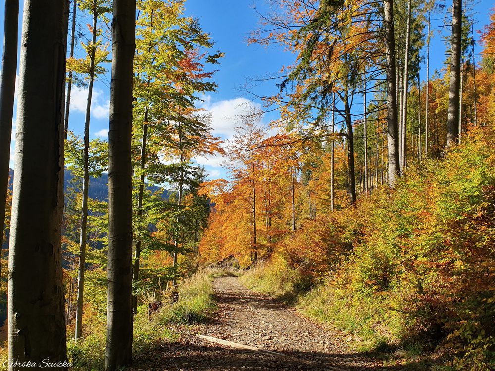 Przełęcz Przegibek: Droga w stronę przełęczy