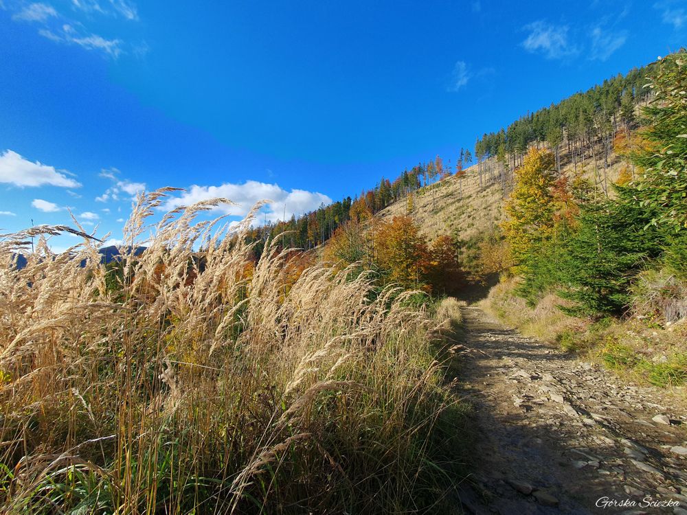 Przełęcz Przegibek w Beskidzie Żywieckim: Przebieg szlaku zielonego