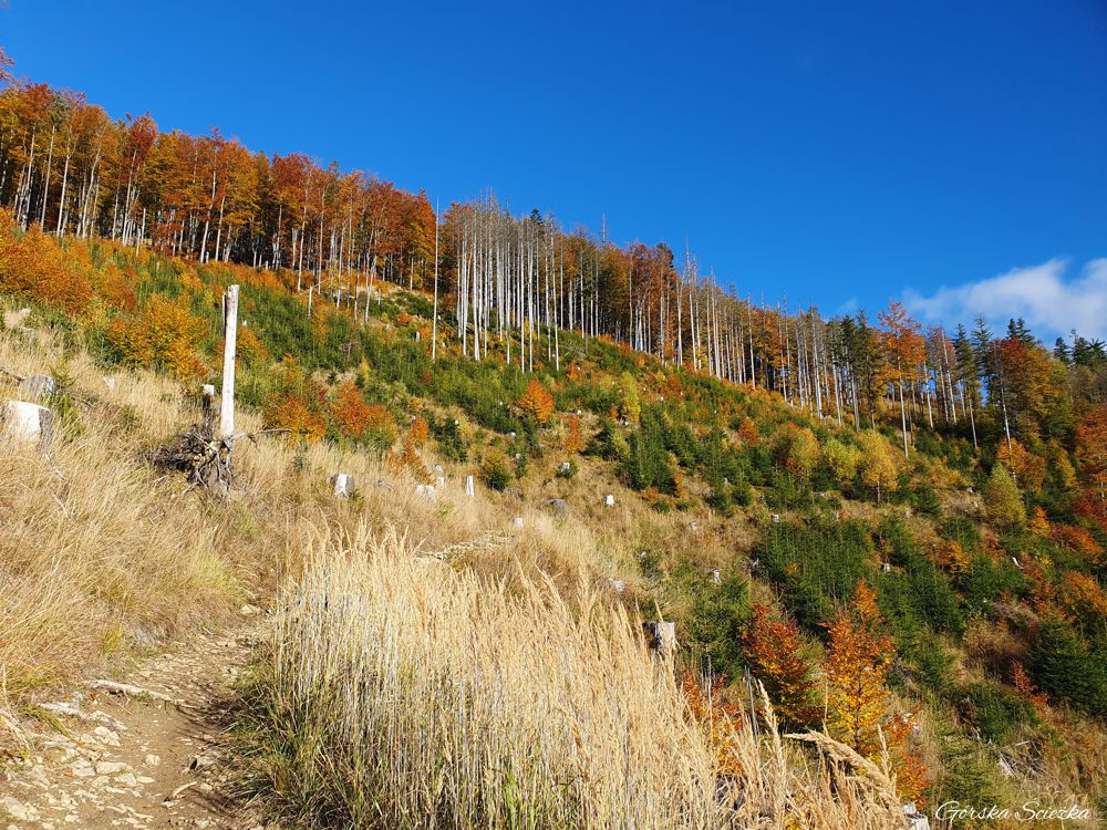 Przełęcz Przegibek w Beskidzie Żywieckim: Podejście pod linią lasu na przełęcz