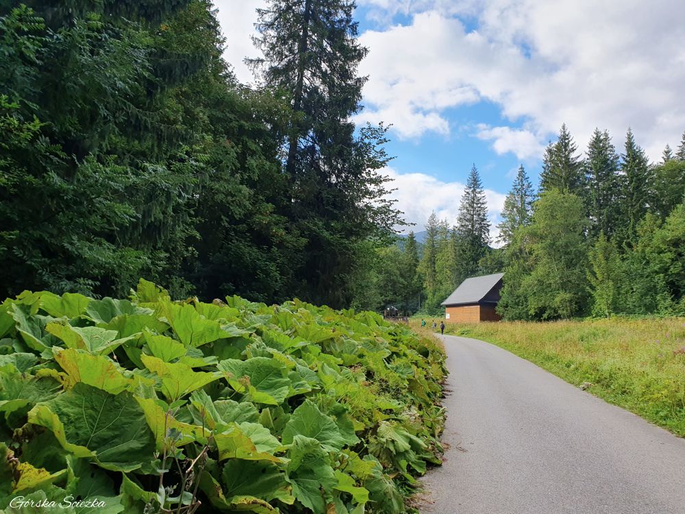 Przełęcz pod Kopą: Szlak Doliną Jaworową
