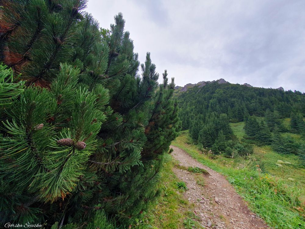 Przełęcz pod kopą: Trasa powyżej granicy lasu