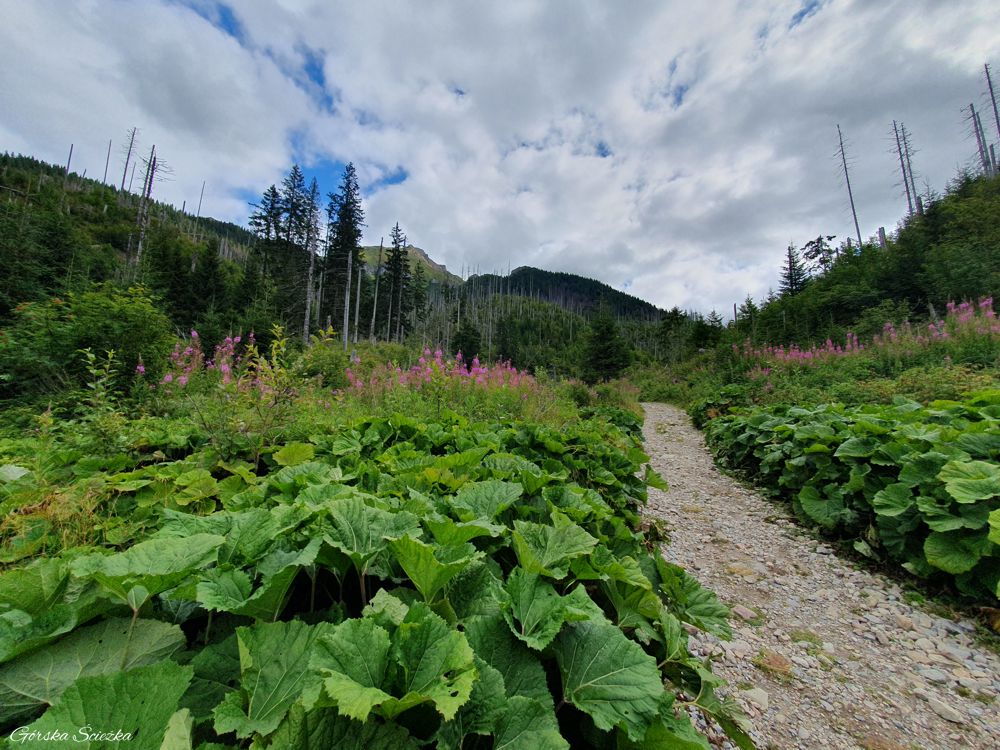 Przełęcz pod Kopą: Dolina Zadnich Koperszadów