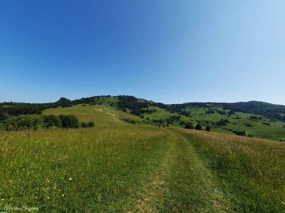 Wysoki Wierch z Przełęczy pod Tokarnią: Fragment szlaku żółtego
