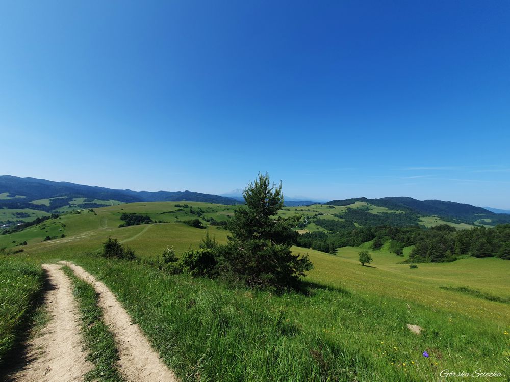 Wysoki Wierch z Przełęczy pod Tokarnią: Fragment szlaku żółtego