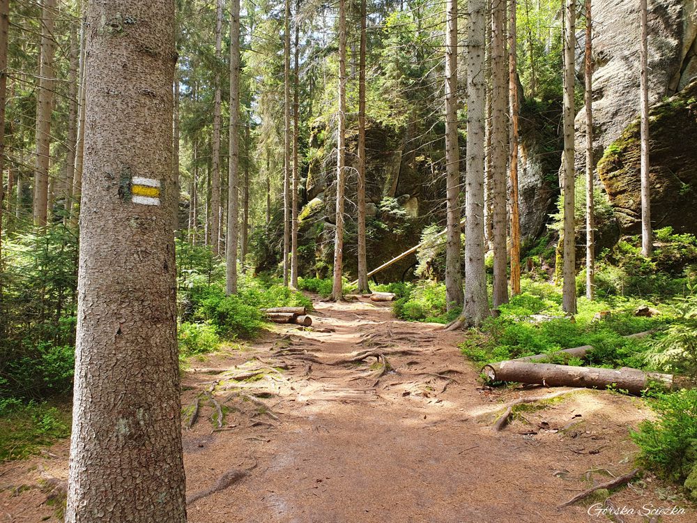 Adrspach i Teplickie Skały: Fragment szlaku żółtego