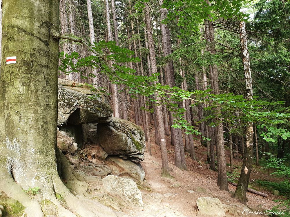 Karpatka w Karpaczu: Pierwszy fragment szlaku czerwonego