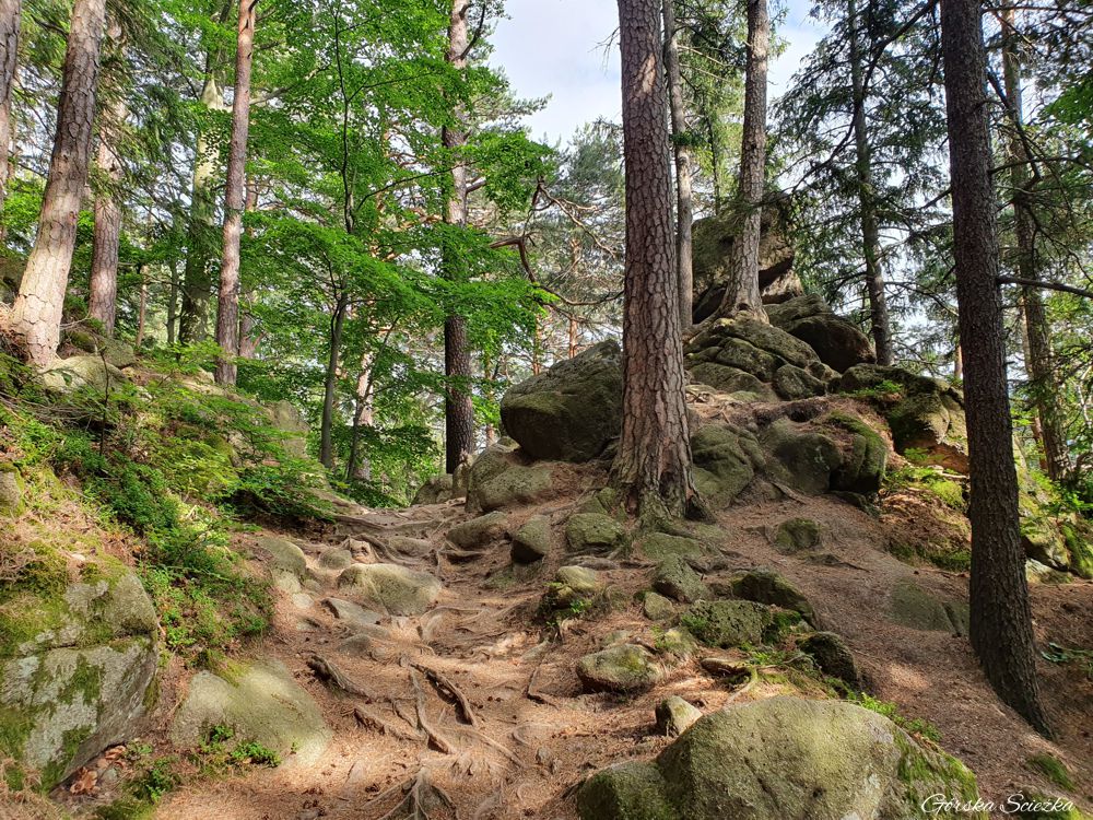 Karpatka w Karpaczu: Górny fragment szlaku na Karpatkę