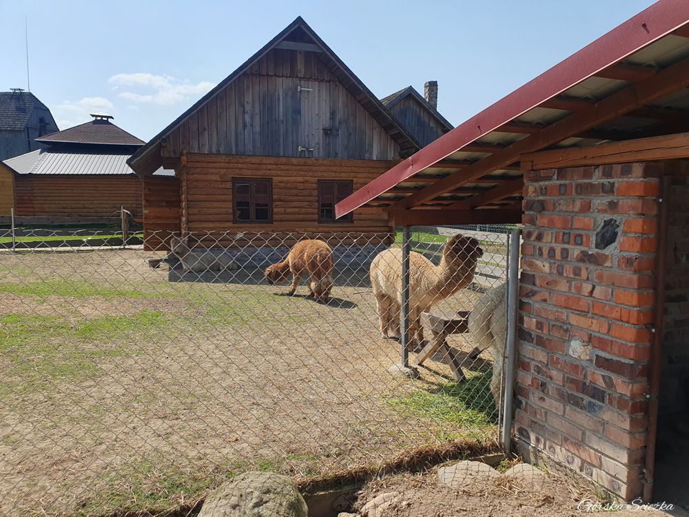 Szlak Ginących Zawodów: Alpaki w minii zoo