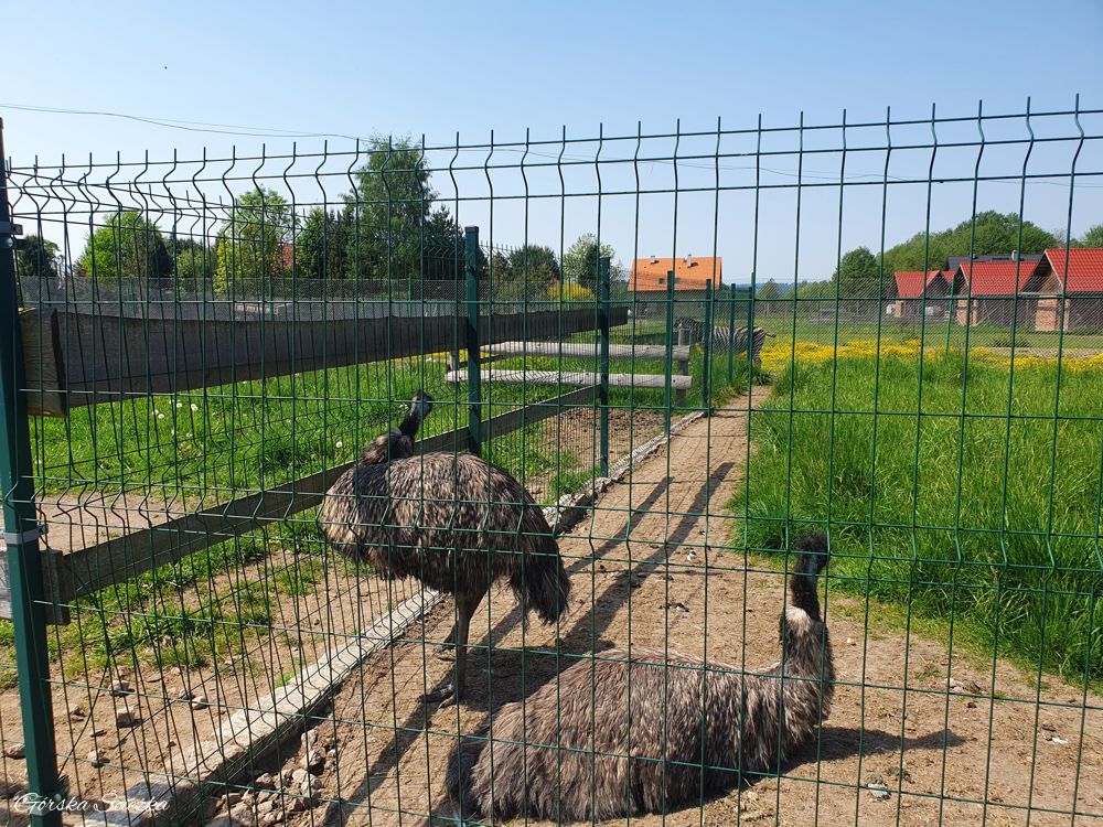 Szlak Ginących Zawodów: Strusie w mini zoo