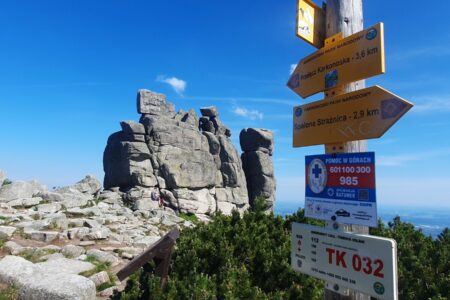Słonecznik Karpacz
