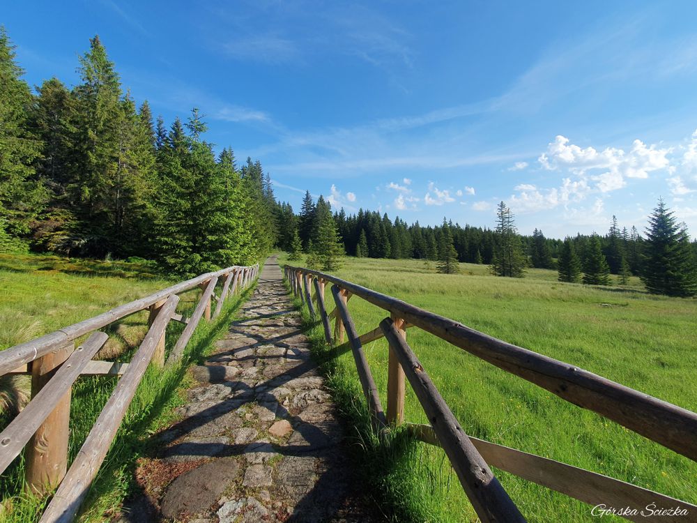 Słonecznik Karpacz: Wejście na Polanę w Karkonoszach